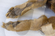 Inside the Australian Museum's extinction cabinets