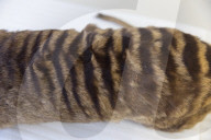 Inside the Australian Museum's extinction cabinets