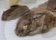 Inside the Australian Museum's extinction cabinets