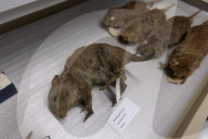 Inside the Australian Museum's extinction cabinets