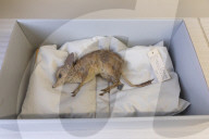 Inside the Australian Museum's extinction cabinets