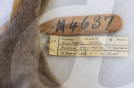 Inside the Australian Museum's extinction cabinets