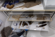 Inside the Australian Museum's extinction cabinets