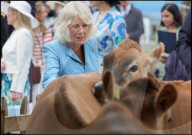 Their Majesties the King and Queen Visit the Channel Islands