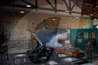 Brazil's appetite for shark meat puts species under threat.