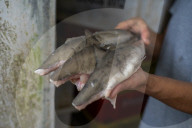 Brazil's appetite for shark meat puts species under threat.