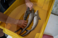 Brazil's appetite for shark meat puts species under threat.