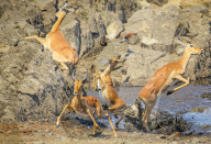 FEATURE - Krokodile tauchen  treiben die Impalas in die Flucht