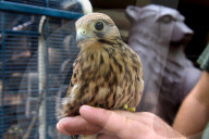 Falcon chicks nursed in Vinnytsia zoo yard