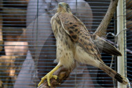 Falcon chicks nursed in Vinnytsia zoo yard
