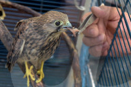 Falcon chicks nursed in Vinnytsia zoo yard