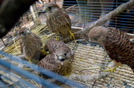 Falcon chicks nursed in Vinnytsia zoo yard