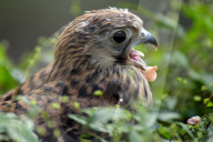 Falcon chicks nursed in Vinnytsia zoo yard