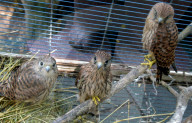 Falcon chicks nursed in Vinnytsia zoo yard