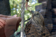 Falcon chicks nursed in Vinnytsia zoo yard