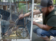 Falcon chicks nursed in Vinnytsia zoo yard