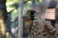 Falcon chicks nursed in Vinnytsia zoo yard
