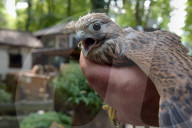 Falcon chicks nursed in Vinnytsia zoo yard