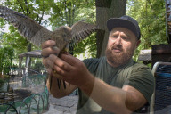 Falcon chicks nursed in Vinnytsia zoo yard