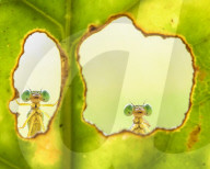 FEATURE - Diese Insekten sehen aus, als würden sie für eine Rolle in A Bug's Life vorsprechen