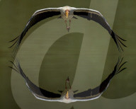 FEATURE - Ein Storch spiegelt sich perfekt und erzeugt eine kreisförmige Illusion