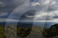 'Cutest animal in Australia': keeping watch over greater gliders in a forest targeted for logging