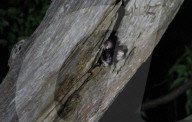 'Cutest animal in Australia': keeping watch over greater gliders in a forest targeted for logging