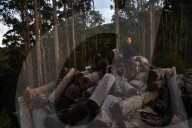 'Cutest animal in Australia': keeping watch over greater gliders in a forest targeted for logging