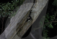 'Cutest animal in Australia': keeping watch over greater gliders in a forest targeted for logging