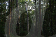 'Cutest animal in Australia': keeping watch over greater gliders in a forest targeted for logging