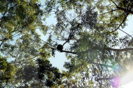 'Cutest animal in Australia': keeping watch over greater gliders in a forest targeted for logging