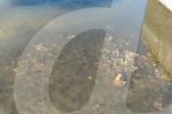 Toxic spill affects the Besos River