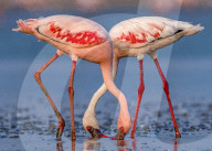 FEATURE - Zwergflamingos zeigen ihre perfekten Posen