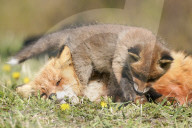 FEATURE - SN_FOX_CUB_01