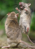 FEATURE - SN_KUNG_FU_MICE_01
