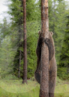FEATURE -Dieser Bär versteckt sich vor einem Fotografen, während er einen Baumstamm hochklettert