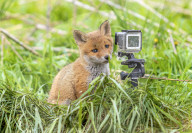 FEATURE - Ein Fuchsjunges begegnet einer GoPro-Kamera