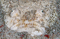 FEATURE -  Ein Himmelsguckerfisch, der sich im flachen Sand eingegraben hat, tarnt sich vor seiner Beute