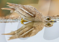FEATURE - Ein durstiger Vogel freut sich, einen Schluck Wasser gefunden zu haben 