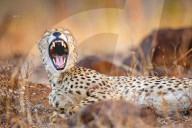 FEATURE - Ein Gepard scheint ein freches Lachen zu haben