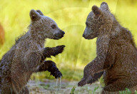 FEATURE - SN_BEARS_SWAMP_01
