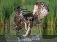 FEATURE - SN_OSPREY_CATCH_01