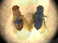 Fruit fly regeneration clues to helping extend human lifespan