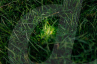 'There's nothing else like it': Dorset glow-worm survey charms volunteers
