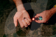 'There's nothing else like it': Dorset glow-worm survey charms volunteers
