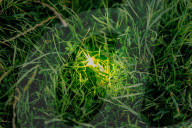 'There's nothing else like it': Dorset glow-worm survey charms volunteers