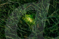 'There's nothing else like it': Dorset glow-worm survey charms volunteers