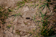 'There's nothing else like it': Dorset glow-worm survey charms volunteers