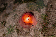 'There's nothing else like it': Dorset glow-worm survey charms volunteers