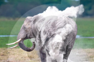 FEATURE - Elephant kühlt sich ab